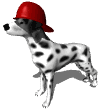 Dalmation with firefighter's hat